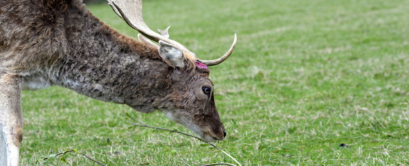 unicorn, male deer with only one antler looking like a unicorn