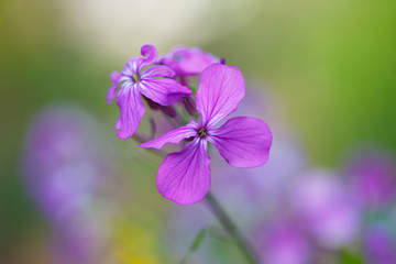 Purple wild flowers in the spring field
