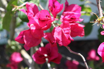 Bougainvillea