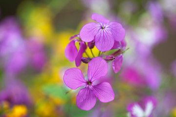 Purple wild flowers in the spring field