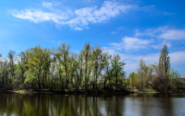 Obraz premium Trees on the bank of the lake