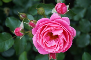 Pink rose