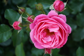 Pink rose
