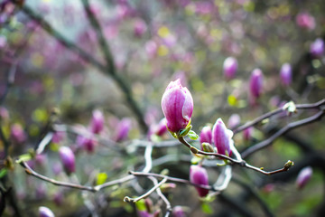 Branch with magnolia tree buds on blurred background