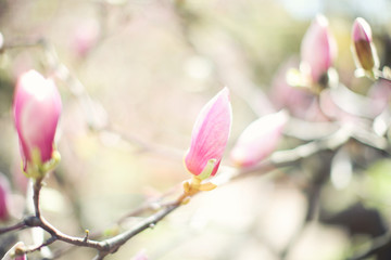 Branch with magnolia tree buds on blurred background
