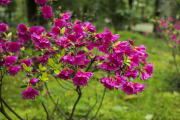 Fototapeta premium photograph of a Bush with pink flowers