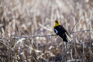 Yellow Headed Black Bird