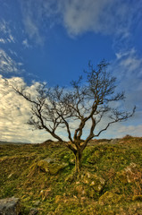 Alter Baum in karger Landschaft