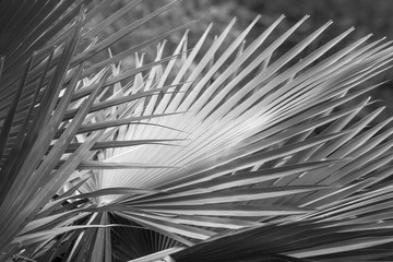 Obraz premium Monochrome image of linear blades of a tropical plants.