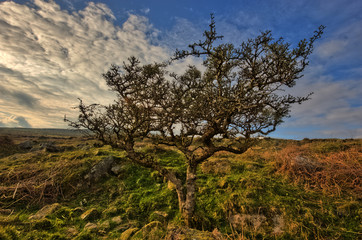 Obraz premium Alter Baum in karger Landschaft