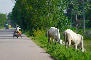 Cows in Cambodia