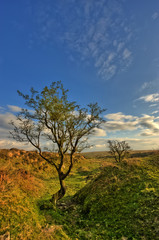 Alter Baum in karger Landschaft