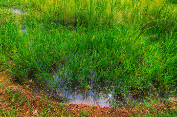 Rice is growing on the fild, Cambodia