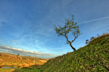 Obraz premium Alter Baum in karger Landschaft
