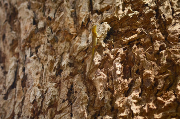 Lizard disguised on the bark of the tree