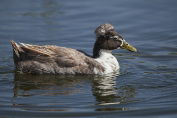 Water Fowl