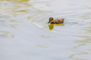 Lonely Duckling