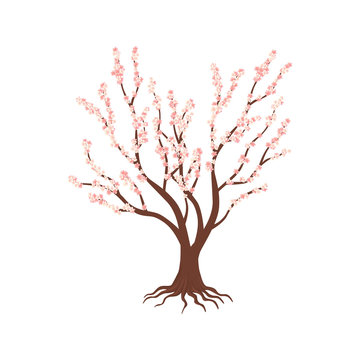 Vector flat cherry isolated. Single blooming cherry with pink flowers on white background