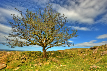 Alter Baum in der Landschaft