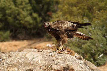 young male of golden eagle