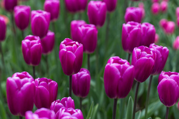 Lila Tulpenmeer auf dem Keukenhof