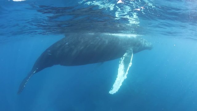 Humpback Whale Resting Just Under Surface of Caribbean Sea
