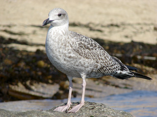 Gaivota_Seagull