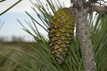Pinha_Pine Cone