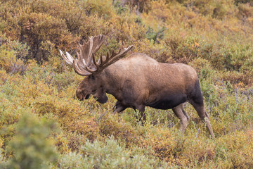 Naklejka na ściany i meble Alaska Yukon Bull Moose in velvet