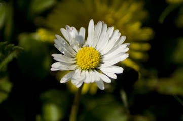 Gänseblümchen