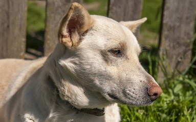 Dog on the grass by the fence 