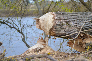 A tree cut by beavers on the bank near the river