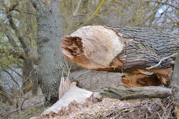A tree cut by beavers on the bank near the river
