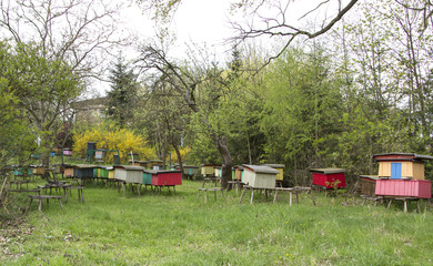 apiary in the garden