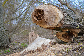 A tree cut by beavers on the bank near the river