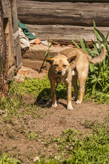 A dog on a leash in the village 