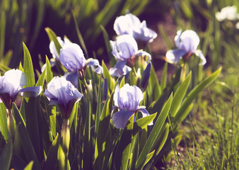 Bright irises in the park