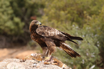 young male of golden eagle