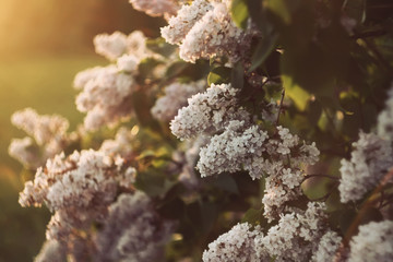 Purple lilac flowers outdoors