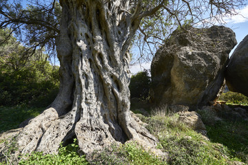 Uralter Olivenbaum in Lissos, Westkreta