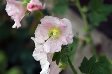 Pink mallow flowers