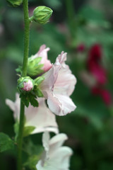 Pink mallow flowers