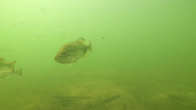 Largemouth Bass Swimming in Green Water