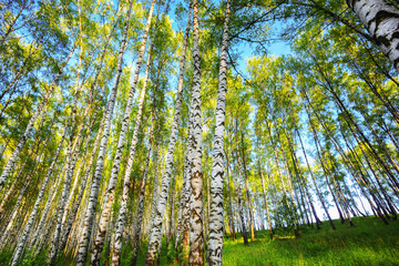 summer in sunny birch forest
