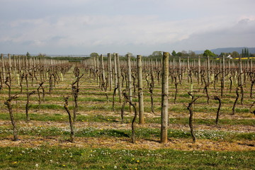Fototapeta na wymiar Vineyard in early spring.