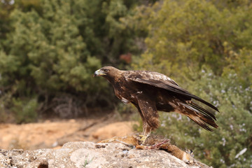 young male of golden eagle