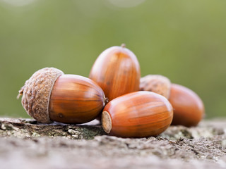 Acorn from chestnut oak