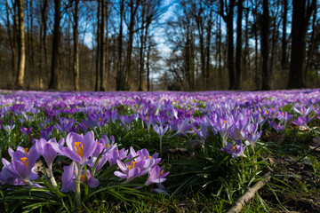 Krokuswiese im Fr&uuml;hling