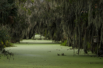 Swamp canel