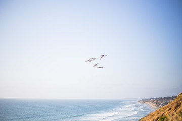 A flock of pelicans flies in the sky